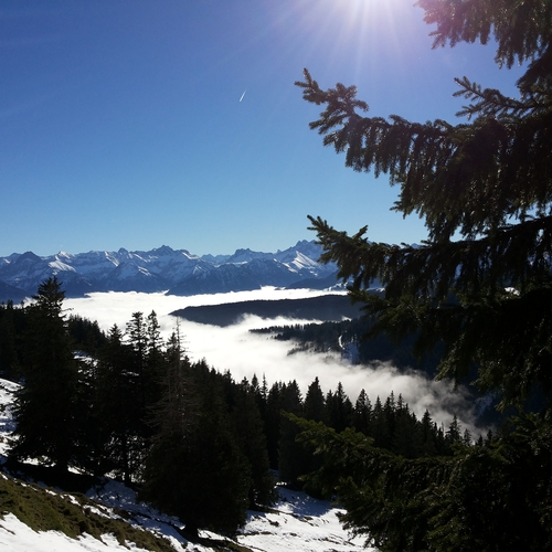 Hundetreffen 2014 im Allgäu (11)